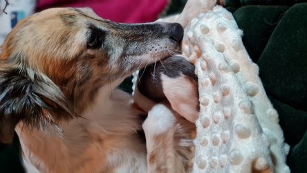 Langhaar Whippets Wiesenflitzer